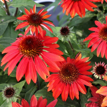 EKİNEZYA ‘sonbahar kırmızısı’ / Echinacea ‘Sombrero Sangrita’