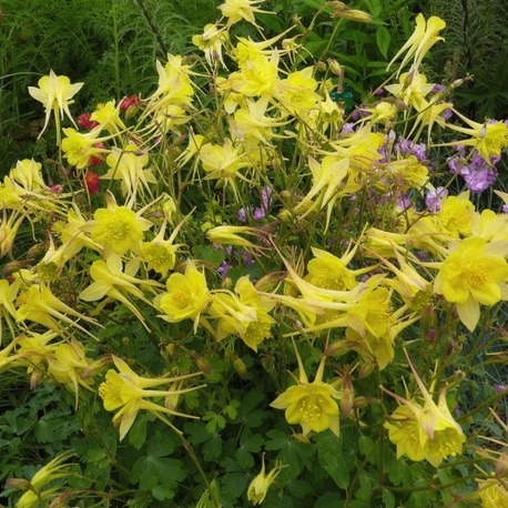 DAĞ HASEKİ KÜPESİ ‘enver altını’ / Aquilegia chrysantha ‘Denver Gold’
