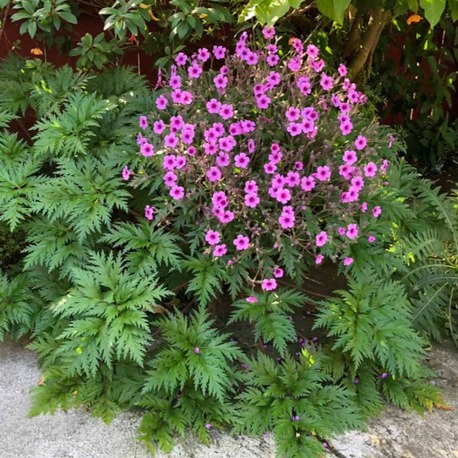 MADERYA CERENYUMU – MADERYA SARDUNYASI / Geranium maderense