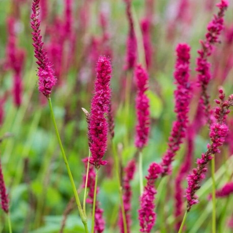 PERSİKARYA ‘ametist yazı’ / Persicaria amplexicaulis ‘Amethyst Summer’
