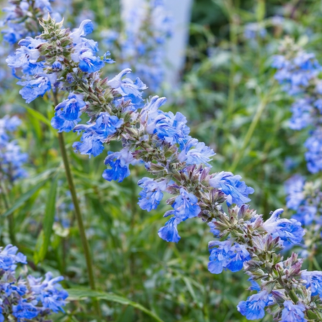 MAVİ BONCUK SALVİYA / Salvia ulginosa