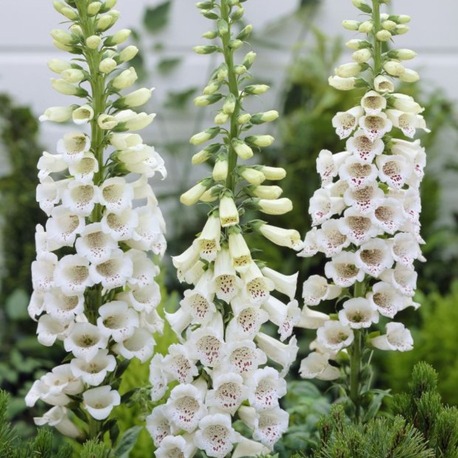 BEYAZ YÜKSÜKOTU – BEYAZ DİJİTALİS / Digitalis purpurea ‘alba’