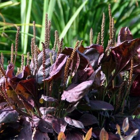 (tohum) KIRMIZI SİNİROTU - Plantago major 'Rubrifolia'