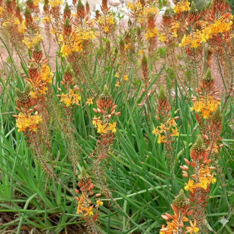 BULBİNE / Bulbine frutescens