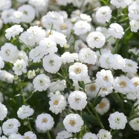 PITIRCIK CİVANPERÇEMİ - Achillea ptarmica 'The Pearly'