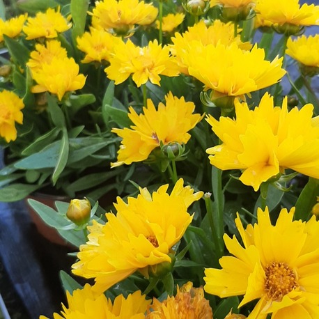 (tohum) KOREOPSİS - Coreopsis grandiflora