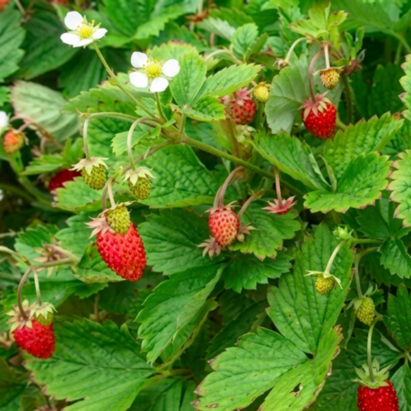 ALP ÇİLEĞİ / Fragaria vesca