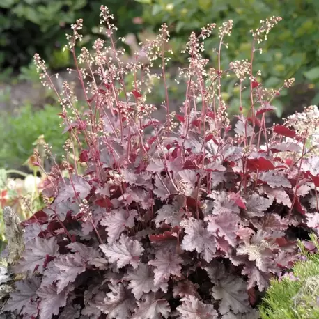 HÖKERA ‘sönen ateş’ / Heuchera ‘Melting Fire’