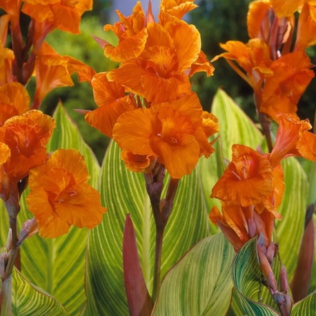 SARI ALACA YAPRAKLI PRETORYA KANA / Canna ‘Pretoria’