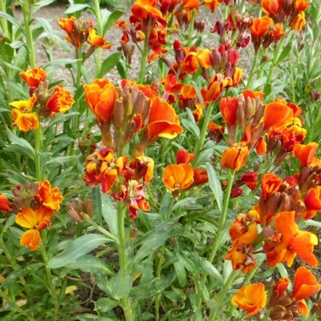 ÇALI ŞEBBOY - ERİSİMUM ‘kırmızı-turuncu’ /  Erysimum cheiri ‘Scarlet Bedder’