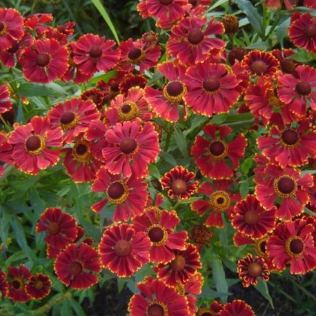HELENYUM ‘serenat’ / Helenium ‘Serenade’