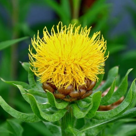SARIBAŞ / Centaura macrocephala / *Türkiye Bitkisi
