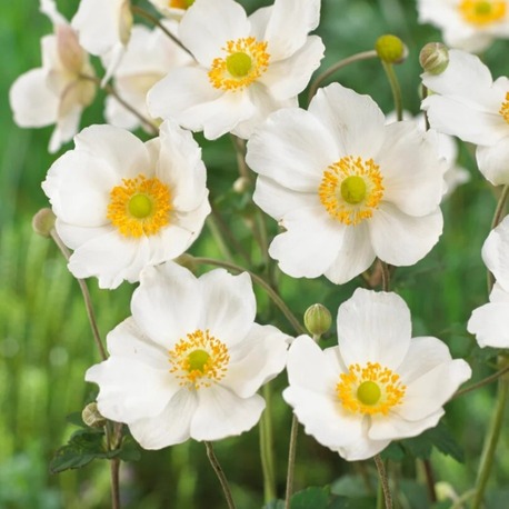 JAPON – ORMAN ANEMONU ‘onur’un kaşığı’ / Anemone ‘Honorine Jobert’