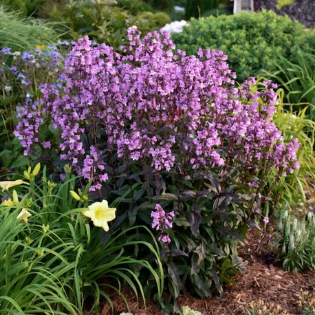 PENSTEMON ‘geceyarısı dansı’ / Penstemon ‘Midnight Musquarade’