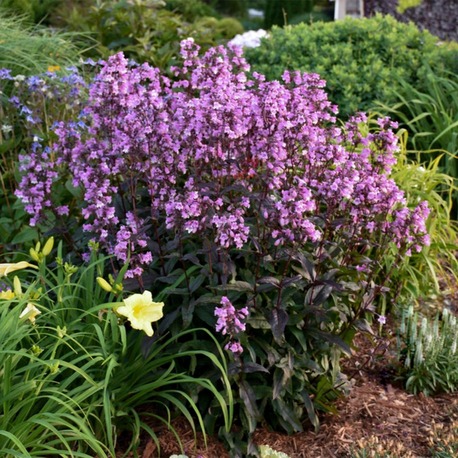 (tohum) GECE PENSTEMONU - Penstemon 'Midnight Masquerade'
