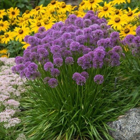 SONBAHAR ALYUMU ‘mor milenyum’ / Allium ‘Cobalt Millenium’