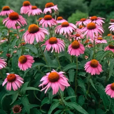 EKİNEZYA / Echinacea purpurea spp.