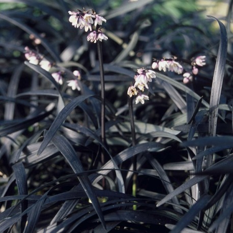 SİYAH OSMANLI ÇİMİ / Ophiopogon planiscapus nigrescens
