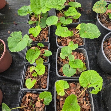 GÜLHATMİ ‘mars mucizesi’ / Alcea rosea ‘Mars Magic’