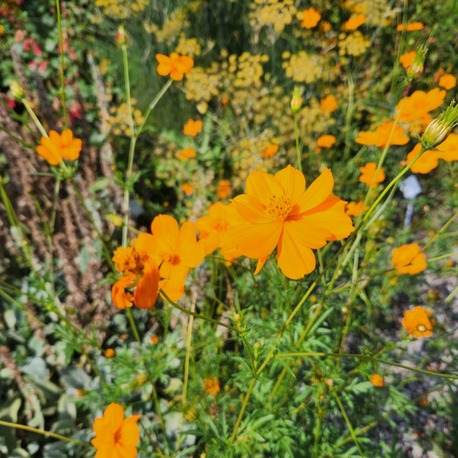 (tohum) TURUNCU KOZMOZ - Cosmos sulphureus
