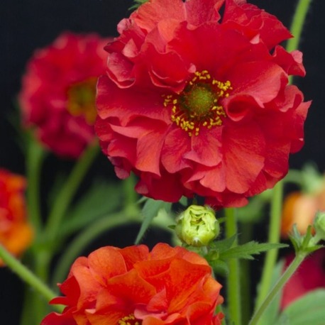 CEYUM ‘kırmızı ejder’ / Geum chiolense ‘Red Dragon’