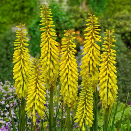 FENER ÇİÇEĞİ ‘güneşli gün sarısı’ / Kniphofia ‘Sunningdale Yellow’