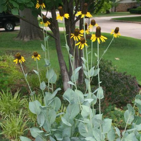 (tohum) DEV GÜNEŞ ŞAPKASI - Rudbeckia Maxima