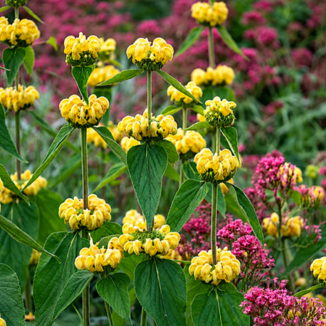 TÜRK ADAÇAYI – AKBAŞLI ÇALBA / Phlomis russeliana / *Türkiye Bitkisi