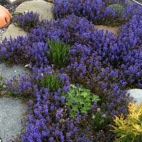 AJUKA ‘çikolata’ / Ajuga reptans ‘Choclate Chip’