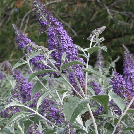LOKİNÇ KELEBEK ÇALISI / Buddleja lochinch
