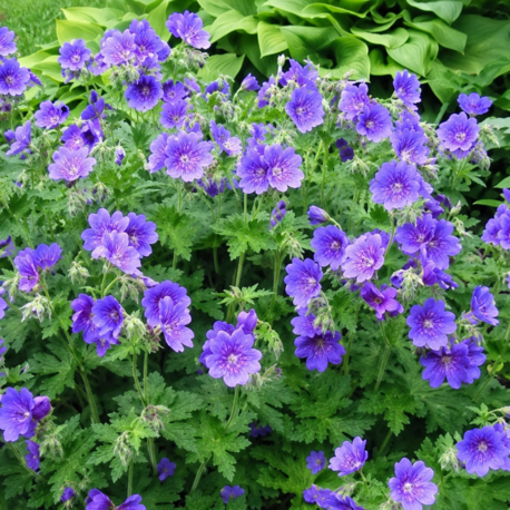 TURNA GAGASI - CERENYUM ‘orkide mavisi’ / Geranium bohemicum ‘Orchid Blue’