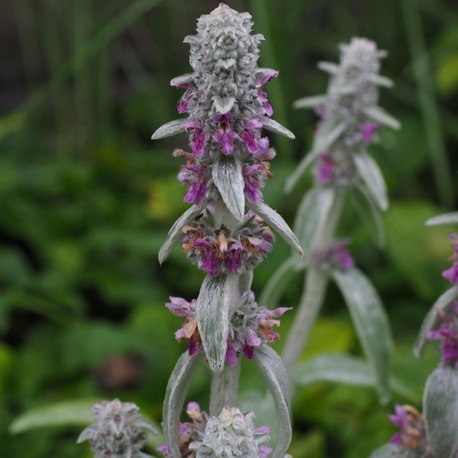 KUZUKULAĞI / STAKİS  Stachys byzantina