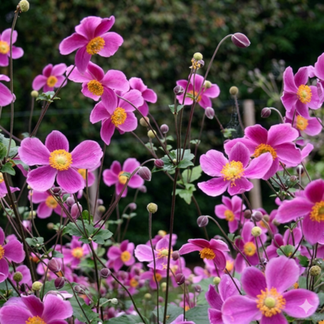JAPON – ORMAN ANEMONU ‘harikalar’ / Anemone hupehensis ‘Splendens’