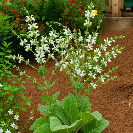 GÜMÜŞİ ADAÇAYI / GÜMÜŞİ SALVİYA - Salvia argentea