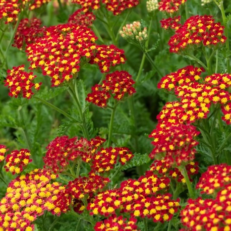BORDUR CİVANPERÇEMİ – ‘kırmızı kaya’ / Achillea millefolium ‘Milly Rock Red’