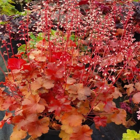 HÖKERA ‘zamansız turuncu’ / Heuchera ‘Timeless Orange’ 