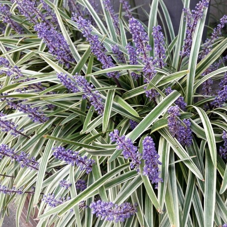  LİRYOP  ‘gümüş ejderha’ - Liriope muscari ‘Silver Dragon’
