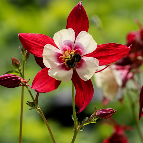 DAĞ HASEKİ KÜPESİ ‘kırmızı yıldız’ / Aquilegia caerulea-hybrida ‘Rotstern’