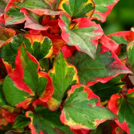 Hötünya ‘bukalemun’ / Houttuynia cordata ‘Chameleon’