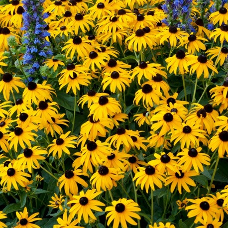 GÜNEŞ ŞAPKASI / RUDBEKYA ‘amsterdam’ - Rudbeckia ‘Amsterdam’