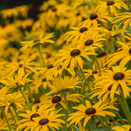 ISLAK RADBEKYA / ISLAK GÜNEŞ ŞAPKASI - Rudbeckia fulgida var. deamii