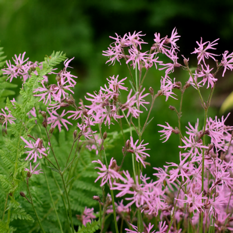 ÇAYIR LİKNİSİ / Lychnis flos-cuculi