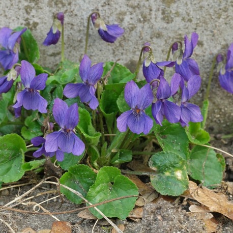 KOKULU ORMAN MENEKŞESİ / Viola odorata 