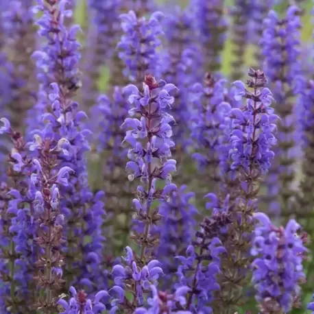 SİYAH KIR SALVİYASI – SİYAH KIR ADAÇAYI / Salvia x sylvestris ‘Negrito’