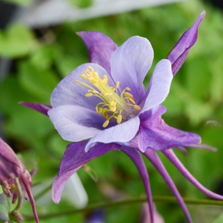 DAĞ HASEKİ KÜPESİ ‘mor-mavi erkenci kuş’ / Aquilegia ‘Early Bird’ - Purple Blue