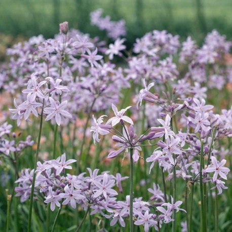 SOSYETE SARIMSAĞI / Thulbagia violacea