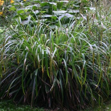SARKAN KAREKS / Carex pendula