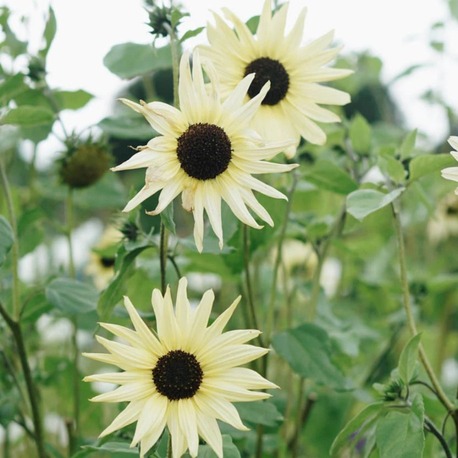 (tohum) İTALYAN BEYAZI AYÇİÇEĞİ - Helianthus annuus 'Italian White'
