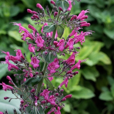 PEMBE LEPEKİNYA / Lepechinia hastata