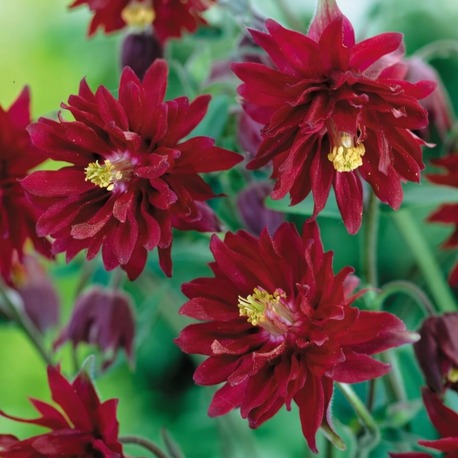 YAKUT HASEKİ KÜPESİ / Aquilegia vulgaris var. stellata ‘Ruby Port’